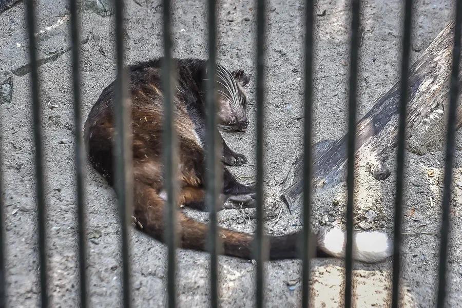 Фото Вызывайте Айболита: животные Новосибирского зоопарка изнемогают от аномальной жары 9
